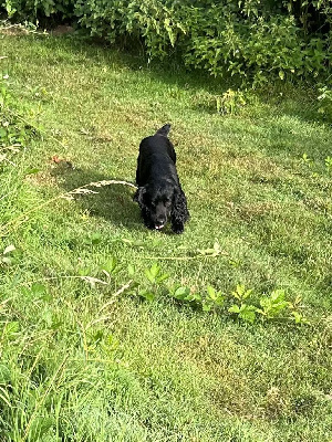 Étalon Cocker Spaniel Anglais - Tia des Etangs de Dame Blanche