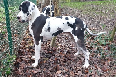 Étalon Dogue allemand - Victor hugo Dazelia