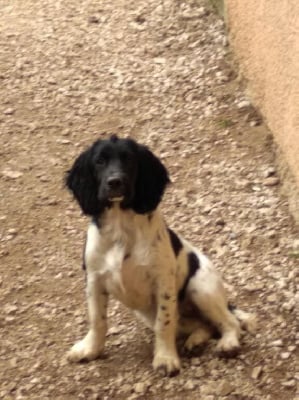 Étalon English Springer Spaniel - Ulla Du Roi Des Broussailles