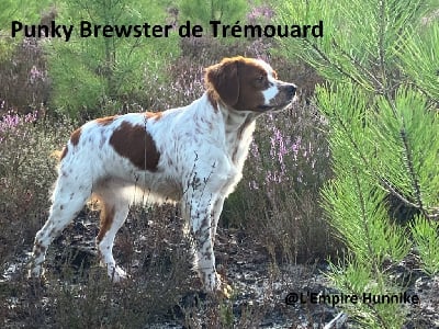 Étalon Epagneul Breton - TR. Petra dite punky brewster De tremouard