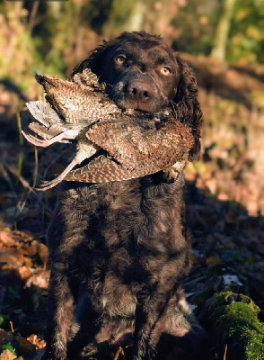 Étalon Epagneul de Pont-Audemer - Mystical Shadows Trixi dite trudi