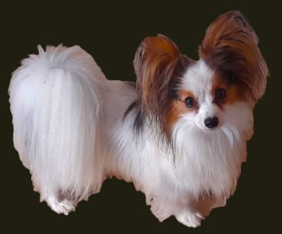 Étalon Epagneul nain Continental (Papillon) - Phebus d'erland