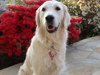 Étalon Golden Retriever - Rhymel Ouaf Domaine Des Goldies