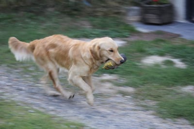 Étalon Golden Retriever - T'itsas Du Ruisseau Des Sapins