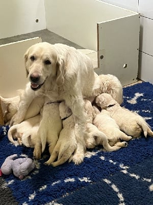 Étalon Golden Retriever - Pastel Du domaine du Joli Bois