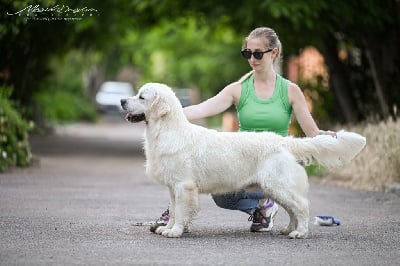 Étalon Golden Retriever - CH. tramin Dig down deep