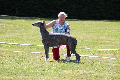 Étalon Greyhound - Bakara's Paola