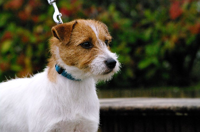 Étalon Jack Russell Terrier - Trudy des Terres Du Gali