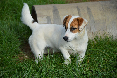 Étalon Jack Russell Terrier - Ultimat kaleesi Des Terriers Du Large