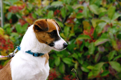 Étalon Jack Russell Terrier - Tresor des Terres Du Gali