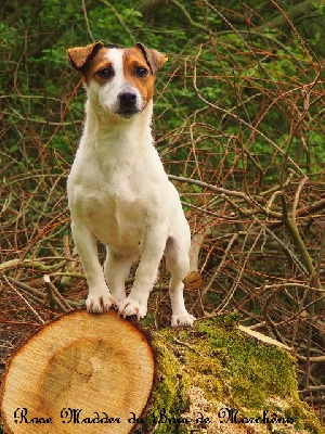 Étalon Jack Russell Terrier - Rose madder du bois de Morchène