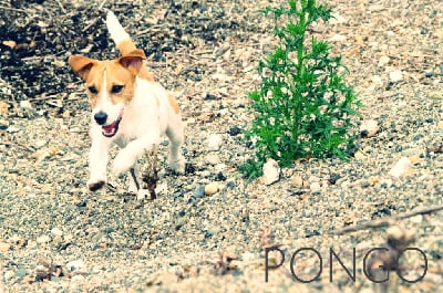 Étalon Jack Russell Terrier - Pongo (Sans Affixe)