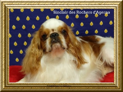 Étalon King Charles Spaniel - CH. Sinclair Des Rochers D'agerna