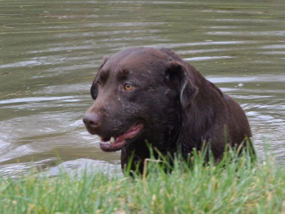 Étalon Labrador Retriever - Sologne Hunters's Obade