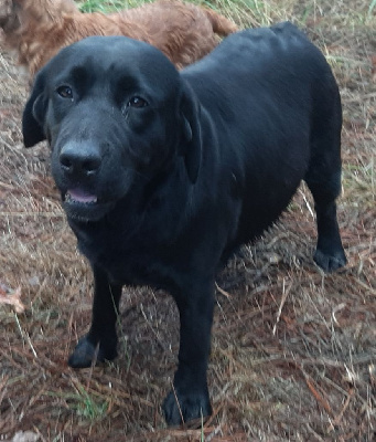 Étalon Labrador Retriever - O'neill des trois nuances (Sans Affixe)