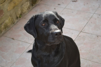 Étalon Labrador Retriever - Traviata Du Petit Vey