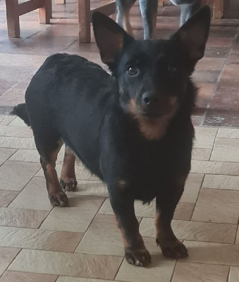 Étalon Lancashire Heeler - red lion paws Karen beverly