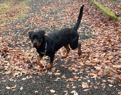 Étalon Rottweiler - Shanel Des Rotts De La Foret d'Othe