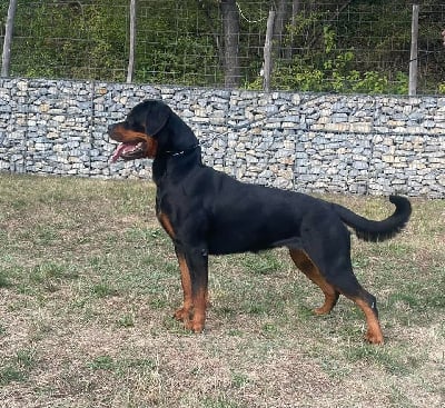 Étalon Rottweiler - Sozinha Des Gardiens D'Arae Flaviae