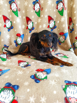 Étalon Russkiy Toy (Petit Chien Russe) - Nebulosa Nora Dei Bordigotti