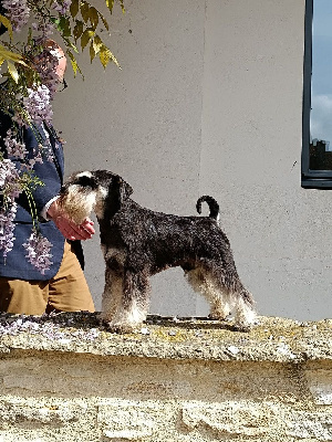 Étalon Schnauzer miniature - Tofu de laouen ki