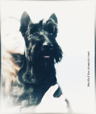 Étalon Scottish Terrier - Thor black hero Du mat des oyats