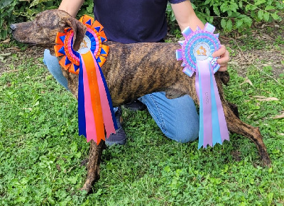 Étalon Segugio Maremmano - Ragnar (Sans Affixe)