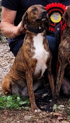 Étalon Segugio Maremmano - Jöle (Sans Affixe)