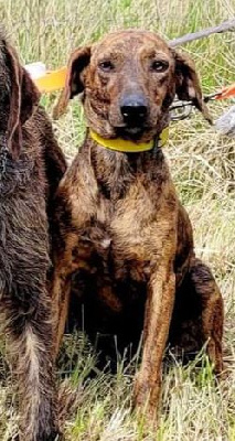 Étalon Segugio Maremmano - Skadi (Sans Affixe)