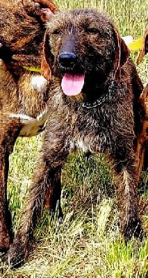 Étalon Segugio Maremmano - Lisa (Sans Affixe)