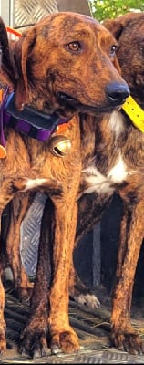 Étalon Segugio Maremmano - Tosco Des Combes Du Ventoux