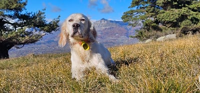 Étalon Setter Anglais - Tika du mas des Vernets