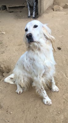 Étalon Setter Anglais - Luna De bassegas