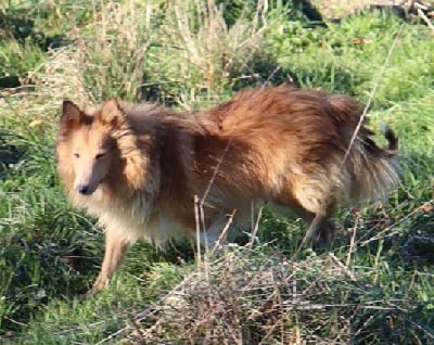 Étalon Shetland Sheepdog - Reine des jardins de verone