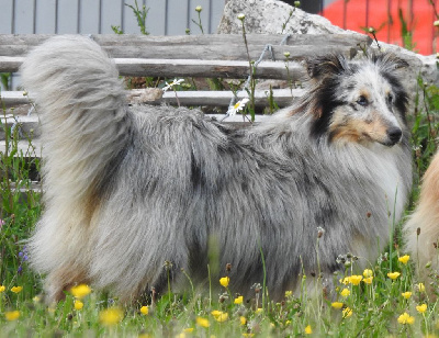 Étalon Shetland Sheepdog - Thaly du sapin epineux