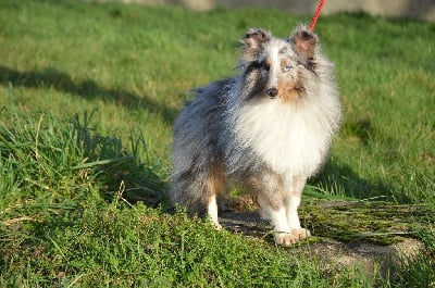 Étalon Shetland Sheepdog - Tétris Du Mont Des Quatre Lunes