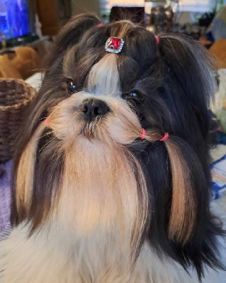 Étalon Shih Tzu - Lyns-Avenly Victory to love