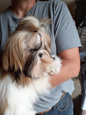 Étalon Shih Tzu - Ticha De La Haie Des Bichottes