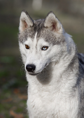 Étalon Siberian Husky - Saphir (Sans Affixe)