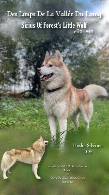 Étalon Siberian Husky - Sirius Of Forest's Little Wolf
