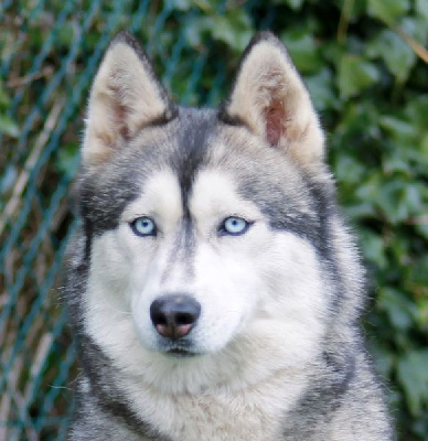 Étalon Siberian Husky - Lisa Angels Of The Ices