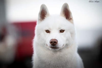 Étalon Siberian Husky - CH. Shadow in the snow of Arctic Wolf Dream 