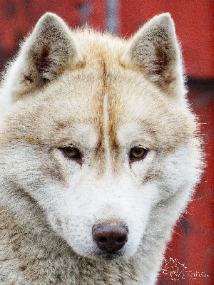 Étalon Siberian Husky - Takeo Des Chants Nordiques