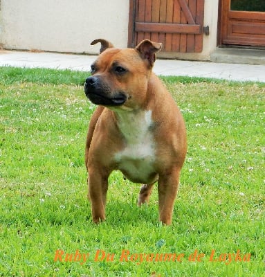 Étalon Staffordshire Bull Terrier - Ruby Du Royaume De Layka