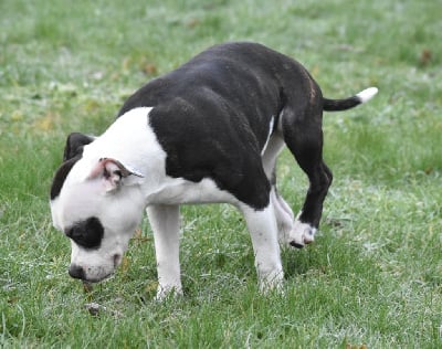 Étalon Staffordshire Bull Terrier - Wanda maximoff Du Royaume D'Erebor