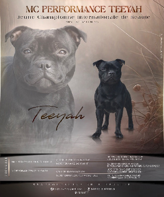 Étalon Staffordshire Bull Terrier - Mc performance Teeyah