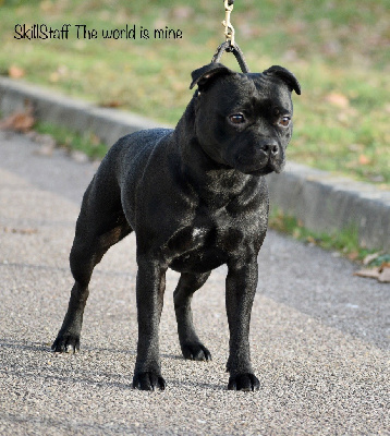 Étalon Staffordshire Bull Terrier - Skillstaff The world is mine