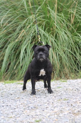 Étalon Staffordshire Bull Terrier - firecross Fade to black