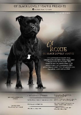 Étalon Staffordshire Bull Terrier - CH. - jch roxie Of Black Lovely Staffie
