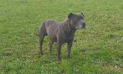 Étalon Staffordshire Bull Terrier - Rock blue (Sans Affixe)